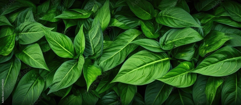 This close-up shot captures a group of vibrant green leaves, showcasing their intricate textures and rich hues. The leaves create a lush and visually appealing display, offering a detailed view of This close-up shot captures a group of vibrant green leaves, showcasing their intricate textures and rich hues. The leaves create a lush and visually appealing display, offering a detailed view of