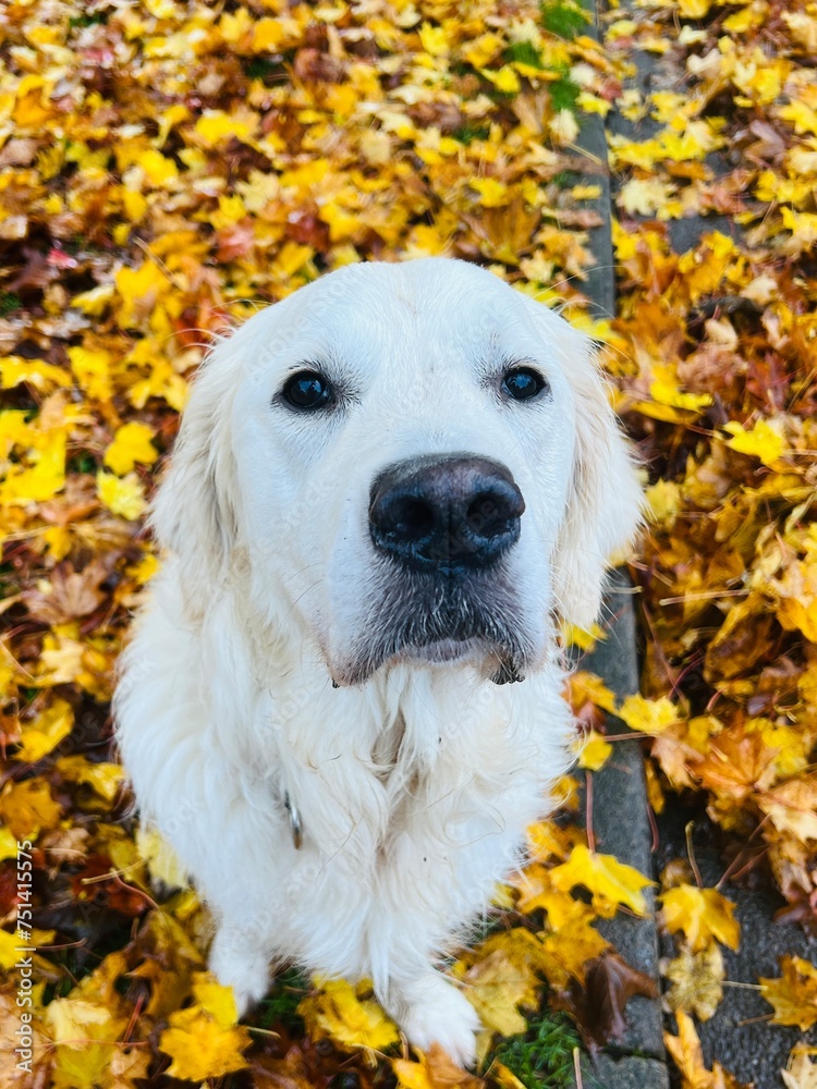 Golden retriever in autumn Golden retriever in autumn