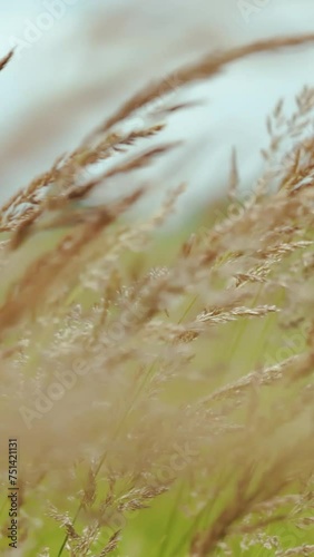 VERTICAL VIDEO. Close-up the wind sways the yellow ears of corn. Yellow grass on nature field on summer. Wild field on the background, slow motion shot.