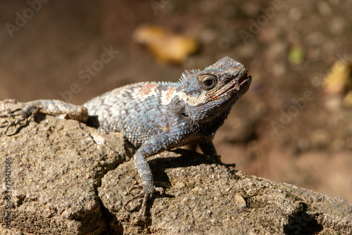 Select Focus a chubby lizard with a turquoise pattern sunbathes on the ground and looks at the dinosaurs.