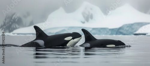 Majestic orca whales swimming gracefully in the vast ocean blue