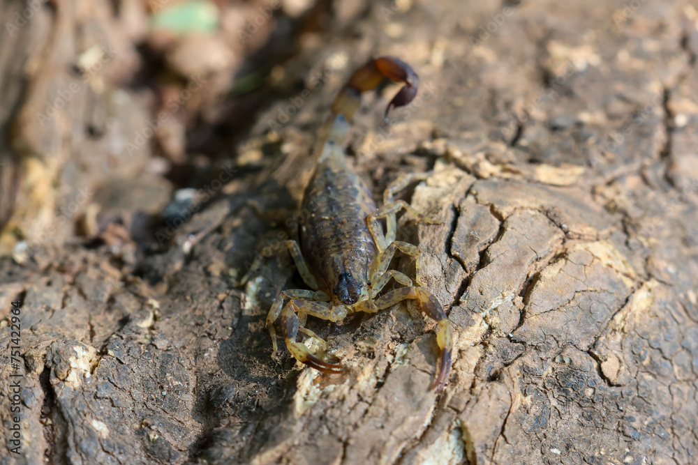 Close-up of Hottentotta tamulus, a small scorpion in Thailand. Small, fast But the venom is more powerful than a large scorpion. Likes to secretly hide in piles of clothes and under tree bark.