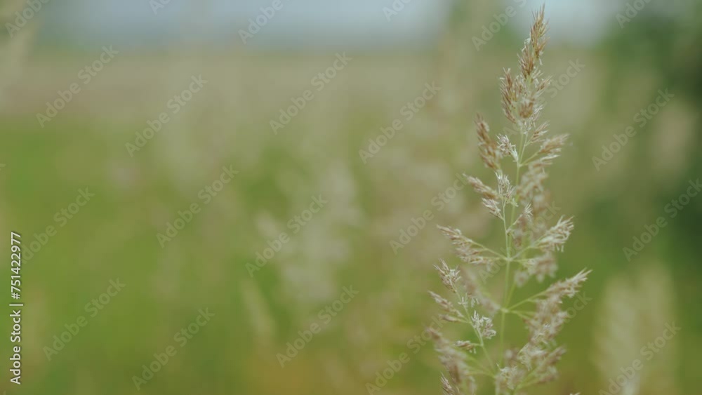 Close-up of fluffy spikelets of dry grass in field dolly shot. Beautiful summer landscape, defocused background, slow motion. Close-up of fluffy spikelets of dry grass in field dolly shot. Beautiful summer landscape, defocused background, slow motion.