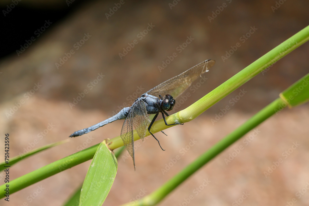 Fototapeta premium Close up purple dragonfly sitting on a green branch Insects that look fresh and free
