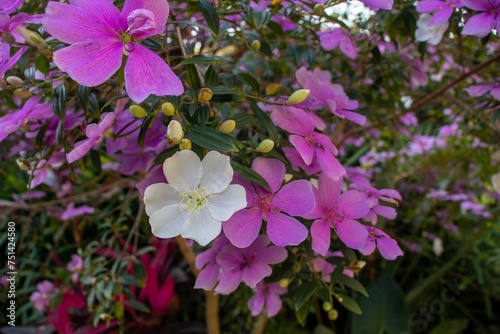 Flores de um Manacá da Serra florido no jardim photo
