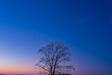 冬の夜明けのハルニレの木
