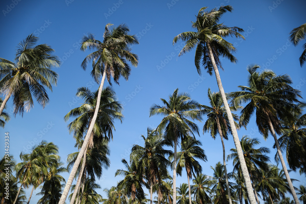 Amazing palm tree forest looking up