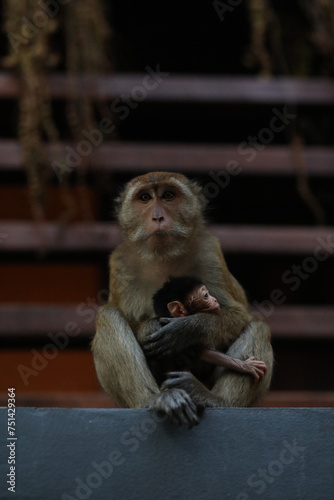 Mother monkey holding her baby © Miles Woodworth