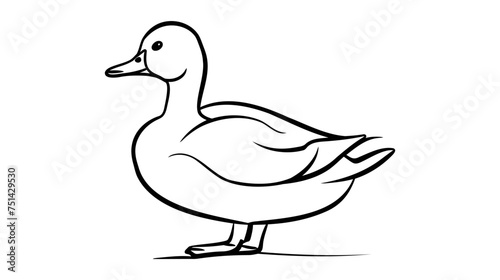 bird duck Vector illustration. Graphics drawing. Isolated image on a white background.