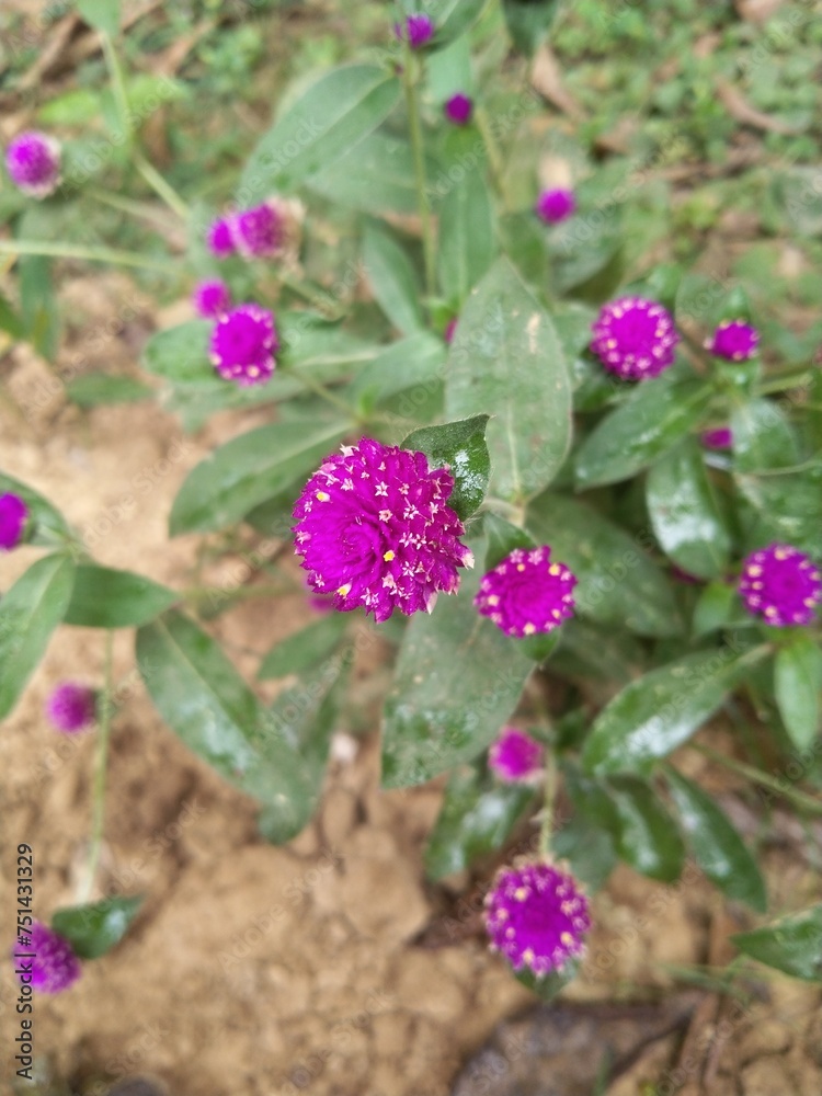 Fototapeta premium Violet flower