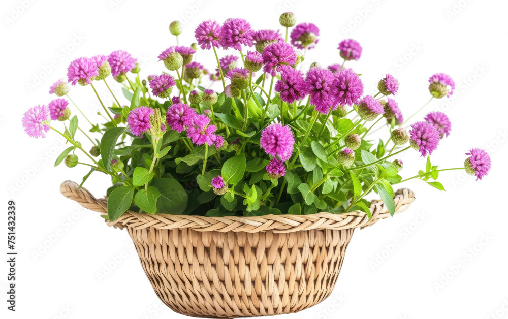 Knautia arranged in a scalloped rattan pot isolated on transparent Background