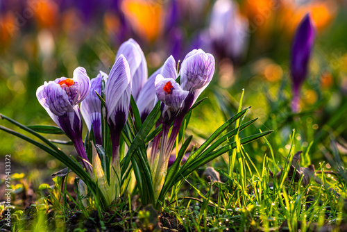 Krokusy , wiosna, kolory , purpurowe © Daniel Folek