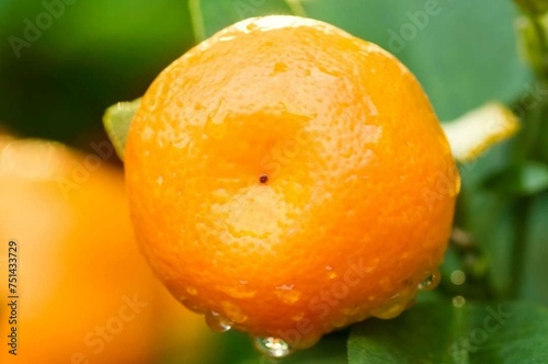 orange on the tree