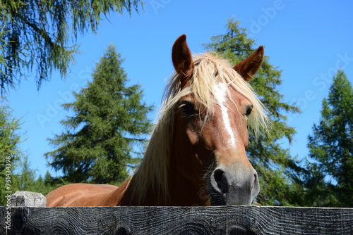 Horse in a paddock on an alpine meadow in South Tyrol  tame Haflinger stands at meadow fence in summer