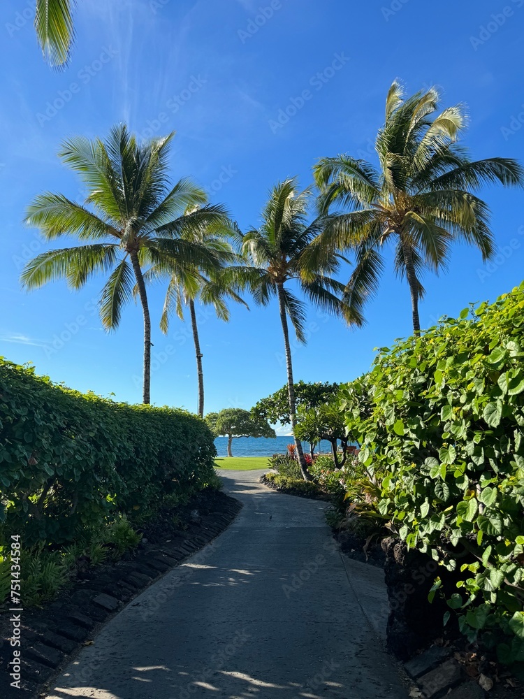 On either side of the 5-foot pedestrian walkway, waist-high well-maintained plants grow like a wall. At the end of the path, three flourishing palm trees stand tall. The sky is high and blue.
