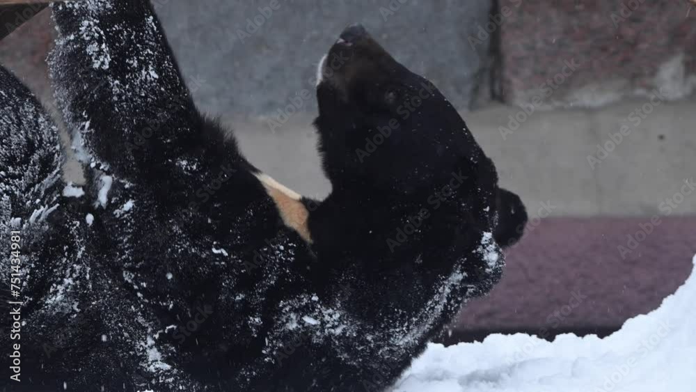 Black bears playing in snow