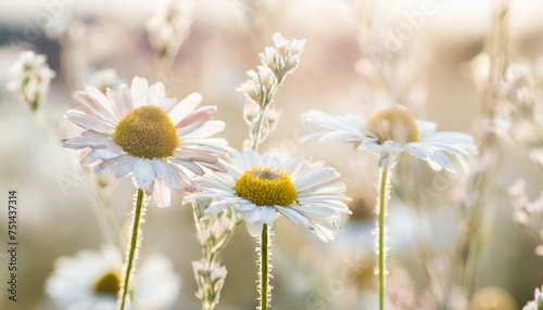 field of daisies / chamomile at sunset sunrise