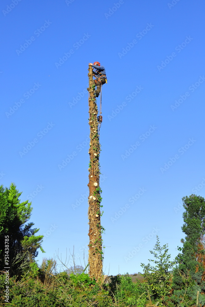 Obraz premium Arborist cutting tree while climbing on trunk