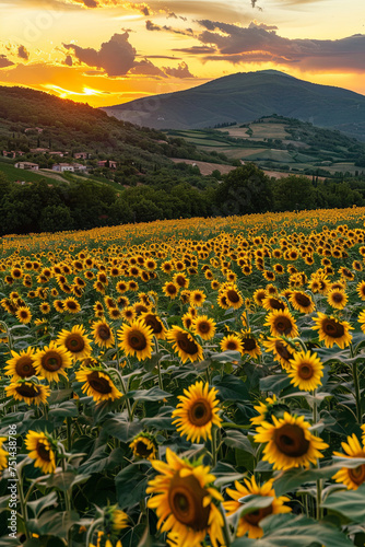 A beautiful sunflower farm during the sunset