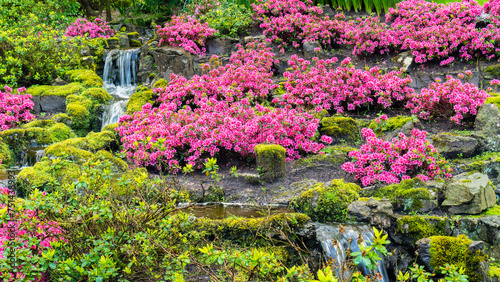 Pink azaleas on the stone bank of a waterfall. Garden with azaleas in Japanese style. Scenic landscape photo with beautiful garden. Rhododendrons in shady garden. Artificial waterfall in the garden.