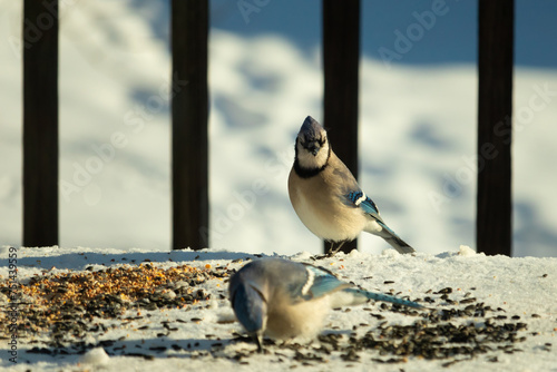 These two beautiful blue jays came out for birdseed. The white snow all around them. One watches while the other eats. Their pretty feathers of these birds stand out with their orange tinted bellies. photo