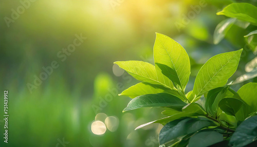Close up of nature view green leaf on blurred greenery background under sunlight with bokeh and copy space using as background natural plants landscape  ecology wallpaper or cover concept.