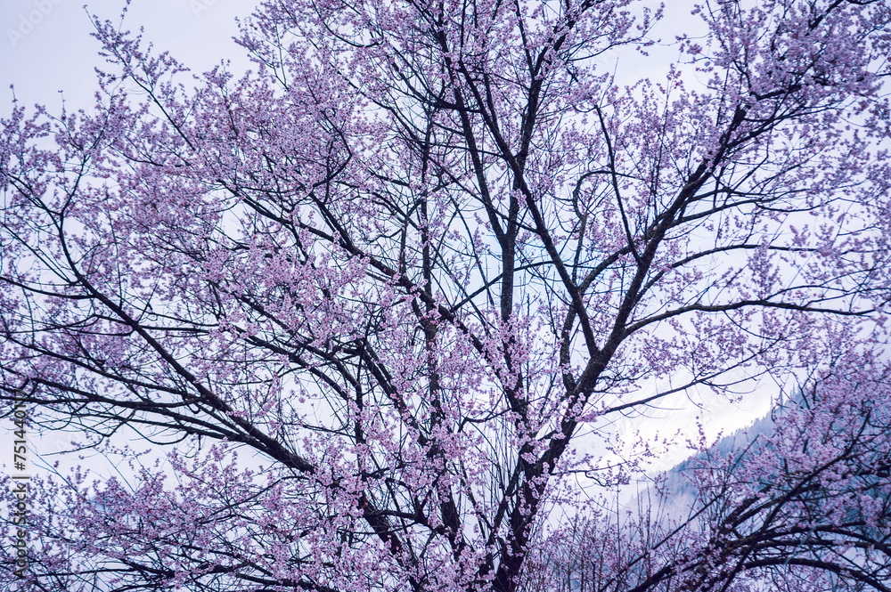 Blooming peach blossom in spring tibet,China Blooming peach blossom in spring tibet,China