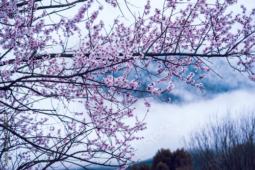 Blooming peach blossom in spring tibet,China photo