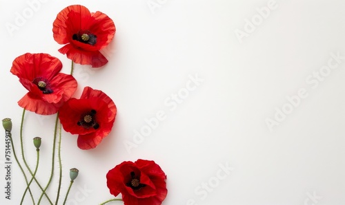 Anzac Day, poppy flowers on white background. Remembrance day symbol.