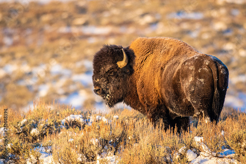 Majestic Bison in Yellowstone Park