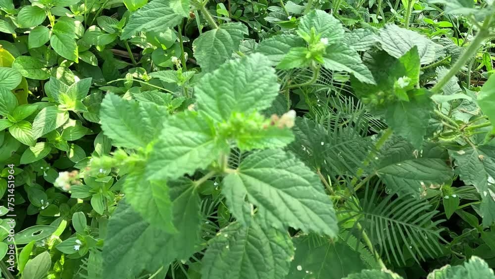 Croton hirtus (Brachystachys hirta, Croton glandulosus). Croton hirtus is an erect annual herbaceous plant, more or less branched, entirely covered with long and stellate hairs Croton hirtus (Brachystachys hirta, Croton glandulosus). Croton hirtus is an erect annual herbaceous plant, more or less branched, entirely covered with long and stellate hairs