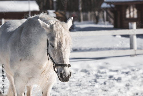 A beautiful portrait of a white horse in a paddock on a ranch on a winter morning, on a private eco-farm or in a contact zoo. Animal husbandry. Love for animals. © Юлия Клюева