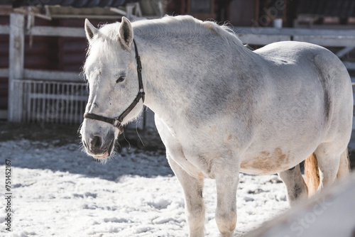 A beautiful portrait of a white horse in a paddock on a ranch on a winter morning, on a private eco-farm or in a contact zoo. Animal husbandry. Love for animals.