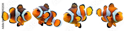 Set of clown anemonefish isolated on transparent background