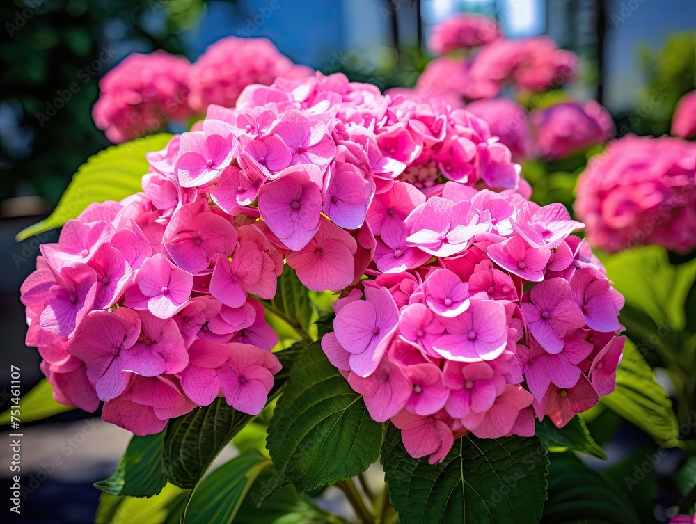Obraz premium Hydrangea Flowers, Blooming Pink Hortensia, Hydrangea Paniculata Flower Closeup