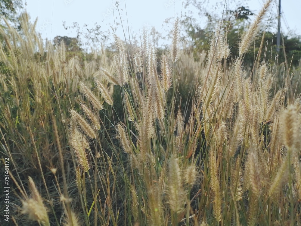 Fototapeta premium Beautiful of grass spring flower