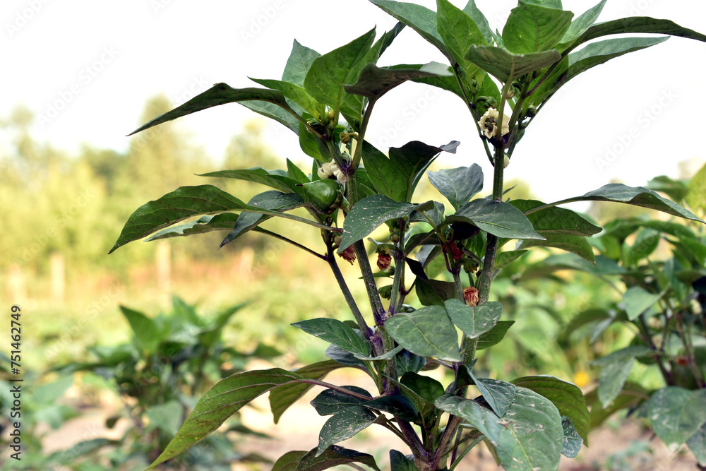 Obraz premium Bell pepper bush with flowers.