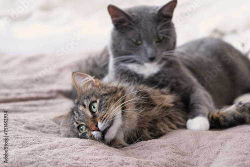 Adorable video with tender moments of interaction between two gray striped cats. 2 feline groom each other's paws, faces, and cuddle. Warmth and coziness of family bonds. Friendship our beloved pets