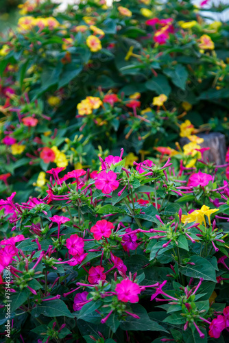 pink flowers in the garden