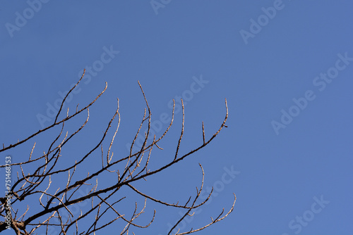 Candadian poplar branch in winter photo