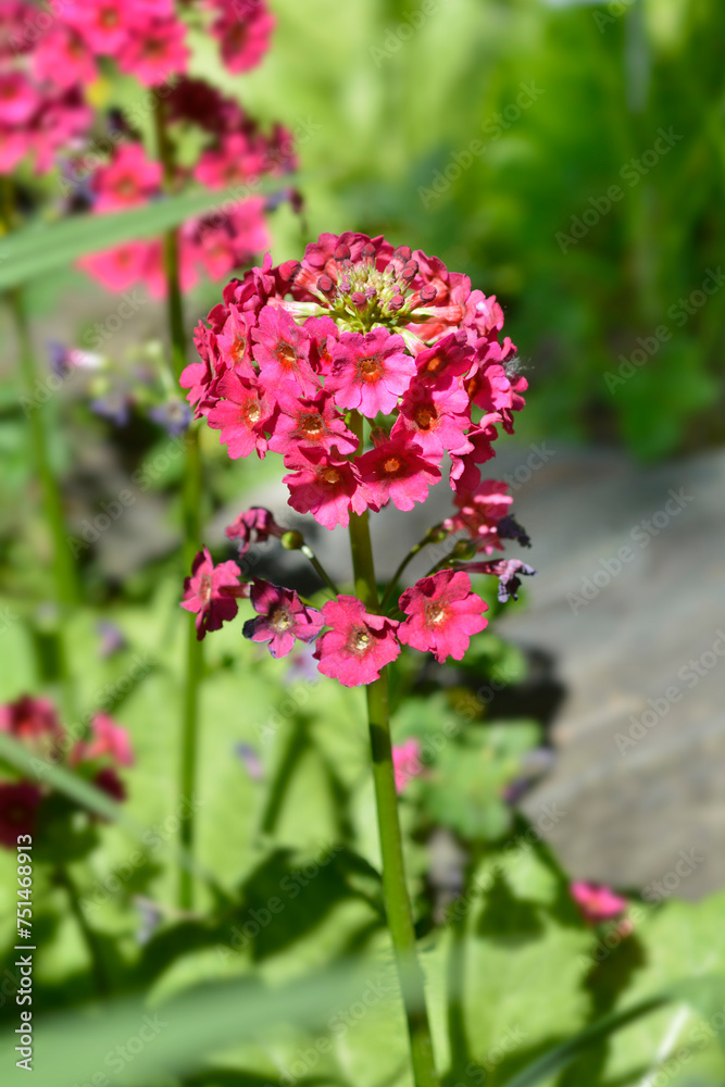 Japanese Primrose Millers Crimson flowers Japanese Primrose Millers Crimson flowers