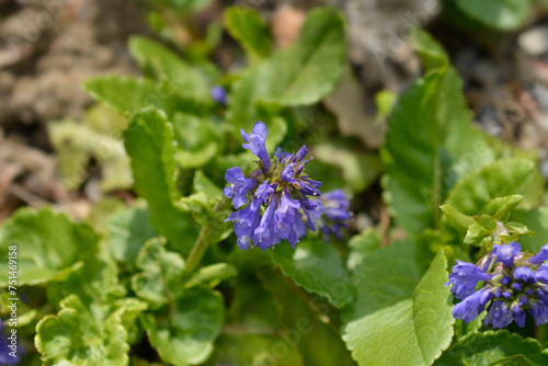 Wulfenia flowers photo