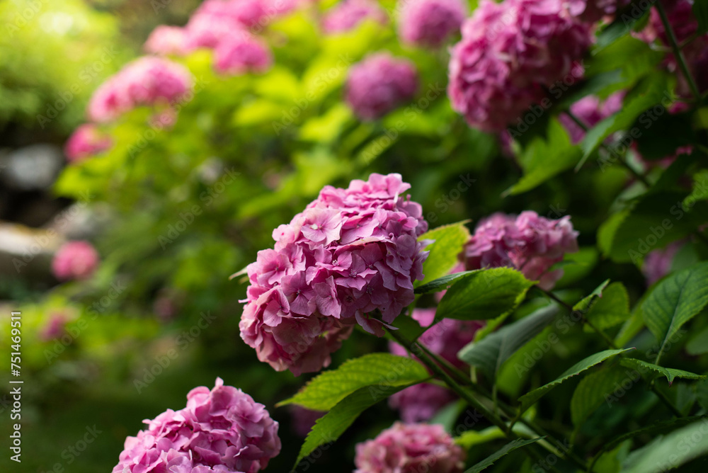 Lush bushes of blooming pink hydrangea in the park.. Lush bushes of blooming pink hydrangea in the park..