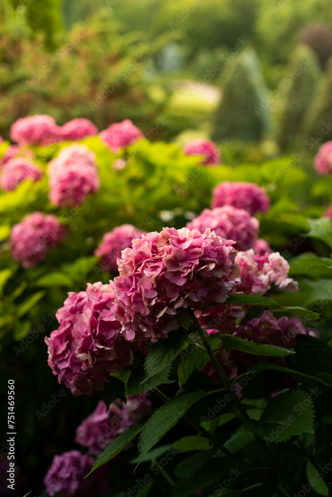 Lush bushes of blooming pink hydrangea in the park.. Lush bushes of blooming pink hydrangea in the park..