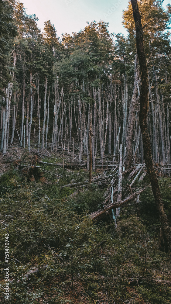 pine forest in autumn