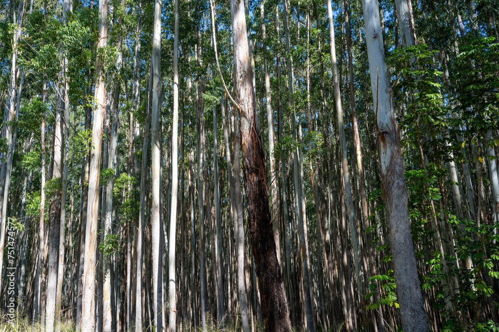 Forest of Eucalyptus Trees Along the Hamakua Coast, Big Island Forest of Eucalyptus Trees Along the Hamakua Coast, Big Island