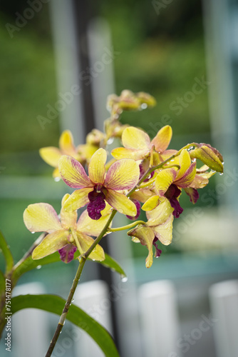  Closeup of Dendrobium Thongchai Gold in garden with rain water drops on the flowers, Mahe, Seychelles   photo