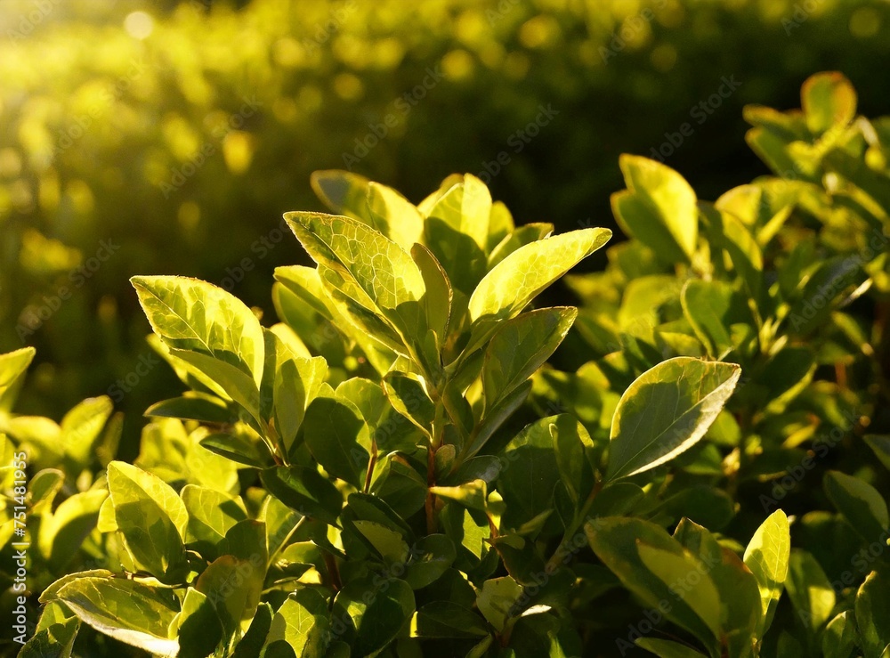 Green bush leaf background Green bush leaf background