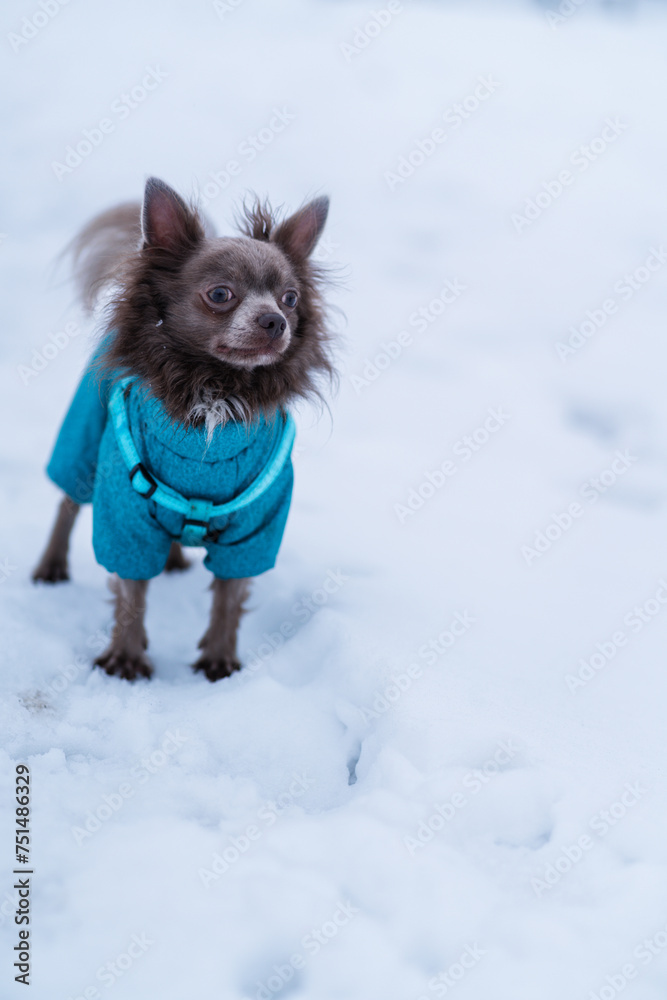Lilac cute longhair chiwawa dog playing in winter time