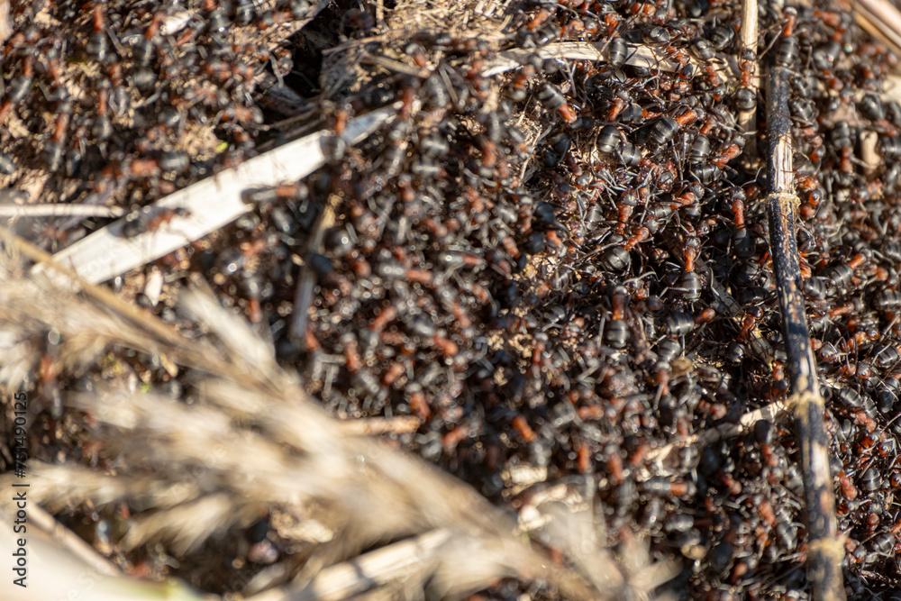 A background of red ants awakening in spring on the anthill A background of red ants awakening in spring on the anthill
